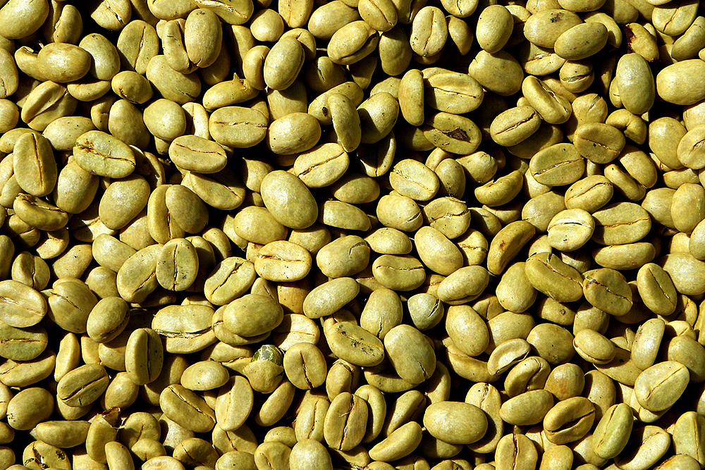 生のコーヒー豆